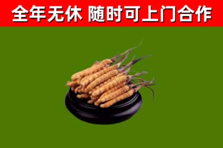 偏关县回收散虫草