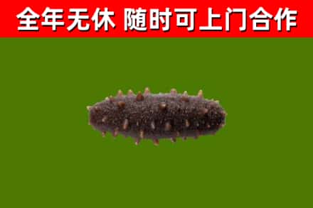 偏关县回收海参干